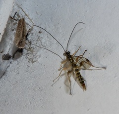 Echthromorpha