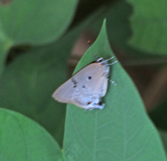 Parrhasius polibetes