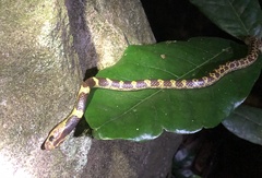 Lycodon subannulatus