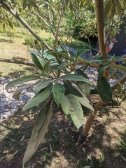 Solanum granulosoleprosum