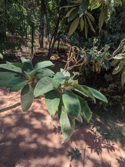 Solanum granulosoleprosum