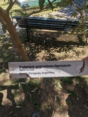 Solanum granulosoleprosum