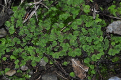 Riccia gougetiana