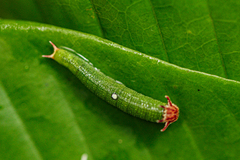 Charaxes