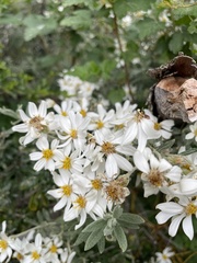 Chiliotrichum diffusum