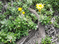 Senecio arniciflorus