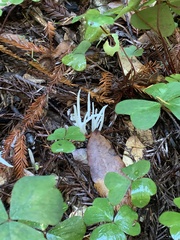 Clavaria