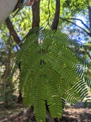 Parapiptadenia excelsa