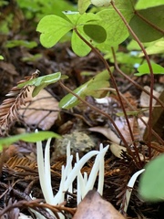 Clavaria