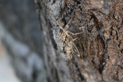 Cicada mordoganensis