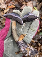 Media resource of Cortinarius atrotomentosus
