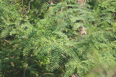 Mimoseae