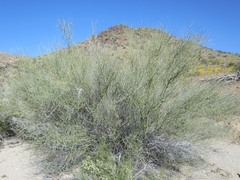 Parkinsonia