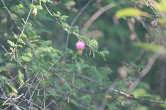 Dichrostachys cinerea