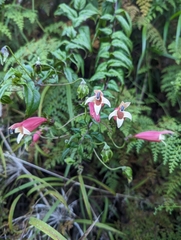 Centropogon cornutus