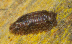Cubaris tarangensis
