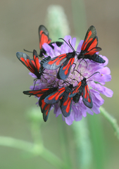 Zygaena osterodensis