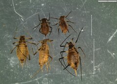 Uroleucon jaceae