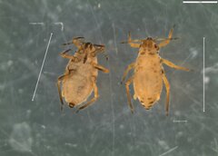 Uroleucon jaceae
