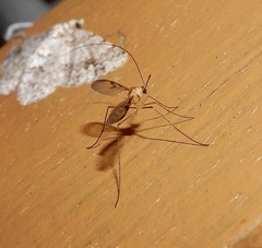 Macrocera