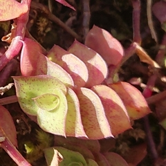 Callisia repens
