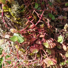 Callisia repens