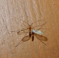 Macrocera