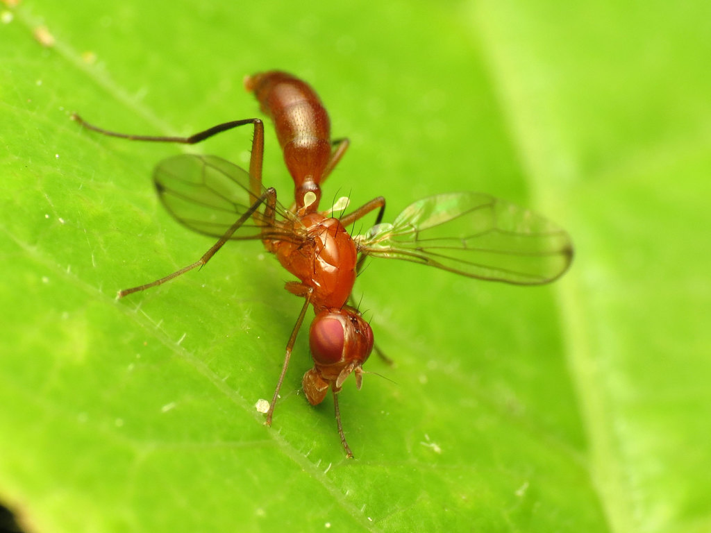 Sepsisoma flavescens