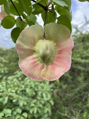 Terminalia orbicularis