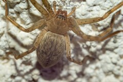 Eusparassus walckenaeri