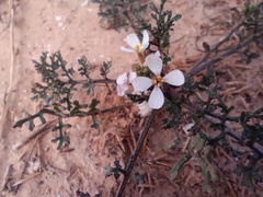 Carrichtera annua