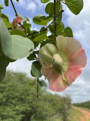 Terminalia orbicularis