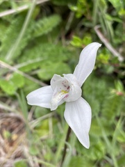 Codonorchis lessonii