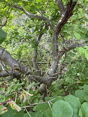 Terminalia orbicularis