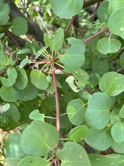Terminalia orbicularis