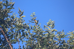 Pericrocotus cinnamomeus