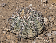 Echinocactus horizonthalonius