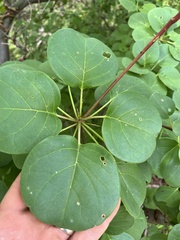 Terminalia orbicularis
