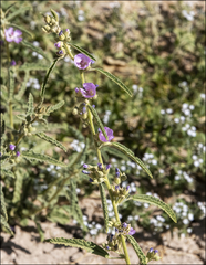 Sphaeralcea angustifolia