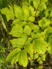 Actaea cimicifuga