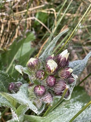 Senecio smithii