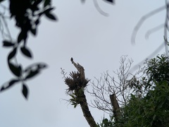 Contopus fumigatus