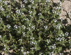 Glandularia quadrangulata