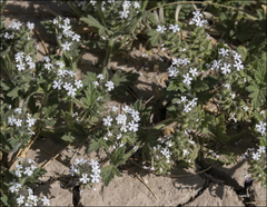 Glandularia quadrangulata