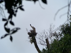 Contopus fumigatus