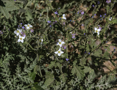 Nerisyrenia camporum