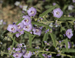 Sphaeralcea angustifolia