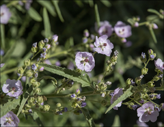 Sphaeralcea angustifolia