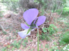 Viola bubanii