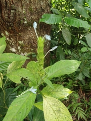 Ecbolium